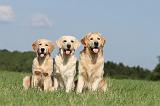 GOLDEN RETRIEVER 357